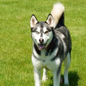 Meet your Posher, Don